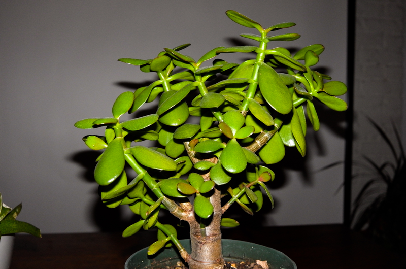The one plant in my house that I have not killed.